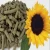 Import Ukrainian Animal Feed natural spent sunflower from Ukraine