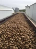 USA Bulk Potato Chip Stock Potatoes GAP Phyto Certificate 100% Non-GMO