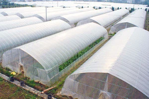 Waterproof Plastic Film Low Tunnel Greenhouse,Commercial Plastic Film Greenhouse for Agricultural