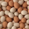White & Brown Fresh Chicken Table Eggs