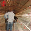 wholesale chicken cage A type best price poultry farm egg layer cage