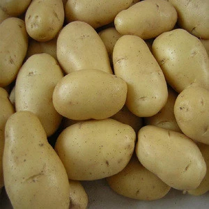 wholesale Fresh Irish potato product