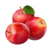 wholesale grocery Perfect Pact Best Fresh Apples with best price