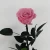 Import Wholesale immortal preserved rose flowers from China