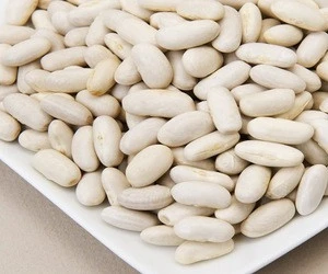 Wholesales top quality White Beans / White Kidney Beans for sale