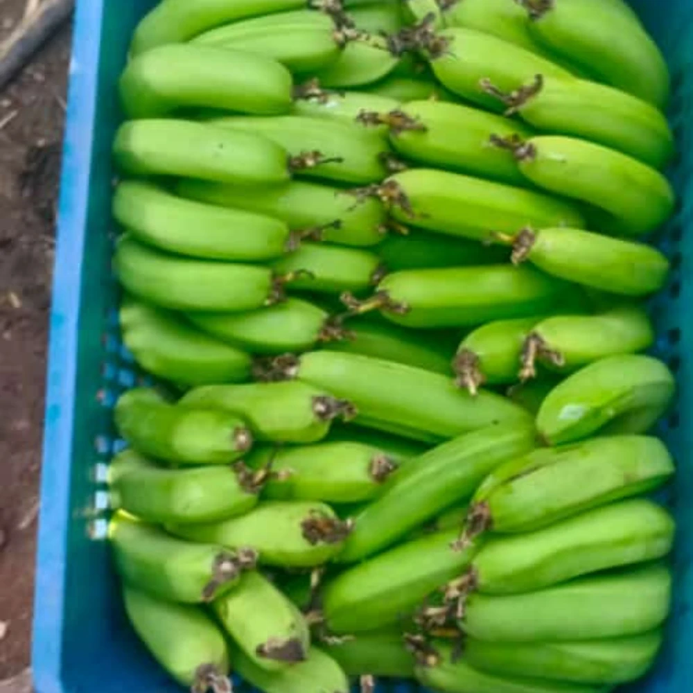 Yellow Banana G9 Banana  Fresh Bananas at Reasonable &amp; Wholesale Price