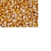 Yellow Corn & White Corn/Maize for Human & Animal Feed FOR SALE