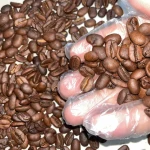 Green Robusta Coffee Beans Roasted Grade a Shelf-stable Packed for Roasters and Bulk Buyers Worldwide