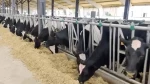 Pregnant Holstein heifers