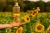 Import Sunflower Oil Cooking Pure Gift Mason Bottle Sun Glass Bulk Packing Packaging Plastic Veritas from Germany