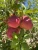 Import Red Delicious  Apple from Iran