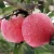 Import Fresh fruit Apple from China