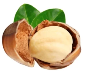 Shea nuts