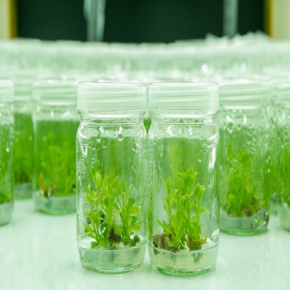 Buy Agar Agar Plant Tissue Culture Grade From Marine Hydrocolloids buy-agar-agar-plant-tissue-culture-grade-from-marine-hydrocolloids