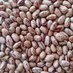 Sugar Beans