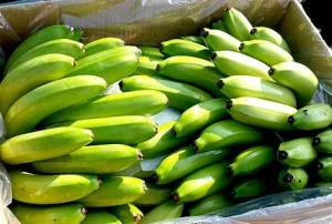 Fresh Cavendish Bananas