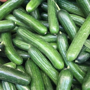 Fresh and healthy cucumber Fresh Vegetable