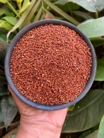 Premium quality finger millet bulk supply natural ragi grains export grade wholesale