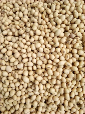 Quality Soybean/Soya Bean (Dried) Yellow