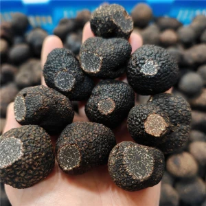 Black Truffle Fresh truffles Truffle Mushroom from China