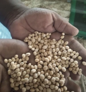Premium Grade Non-GMO Soybeans | High Protein Organic Soy Beans for Export