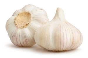 Garlic variety