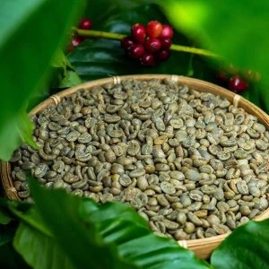 Kenya Arabica Coffee Beans – Quality Export for International Trade