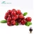 Import 100% Natural Cranberry Extract Powder Proanthocyanidins 10%-50% with Best Quality from China