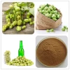 100% Natural Hop Extract powder / Humulus Lupulus Extract/hops extract