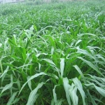 2016 Newest Forage Grass Seeds Gaodan Grass Seeds Sorghum sudan grass seeds For Growing