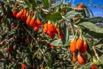 2017 trending products china supplier Dried Fruit Goji Berries And Organic Goji Berries