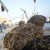 Import 2018 New crop of Sun dried and machine dried cut kelp, AD shredded seaweed laminaria japonica from China