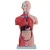 Import 45cm Hot Sale Medical Limb Muscle Science Kits Of Model China Laboratory Product Human Torso Anatomy For Schools from China