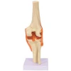 Anatomical Knee Joint Medical Model