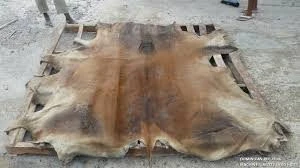 Animal Dry and Wet Salted Donkey/ Goat Skin / Wet Salted Cow Hides Etc