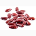 Beans, White Navy Beans and other beans Ukraine
