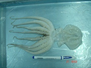Best Price Frozen Cut Baby Octopus/Baby Octopus in Viet Nam