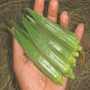 Best Quality Fresh Green Okra From India