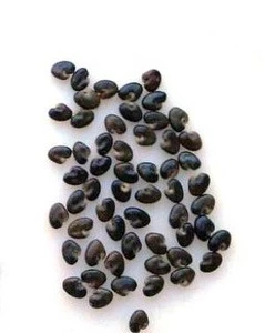 Best Quality Sunbeeja Sunhemp Seeds