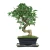 Import Bonsai from India