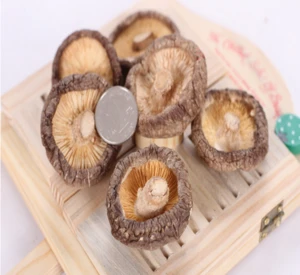 Bulk Dried Mushroom for Sale