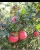 Import Bulk pomegranates Export Quality Fresh Fruit from India