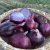 Import Cheap Price Lowest Price Natural Fresh Red Onion Fresh Vegetables from China