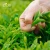 Import China export earthworm organic fertilizer liquid tea saponin free sample from China