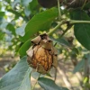 China export quality assurance supplier wholesale organic walnut with shell
