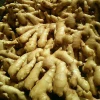 Competitive price fresh fat ginger with super quality for export