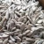 Import confectionary sunflower seeds kernels from China