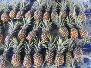 Delicious and Fresh Pineapple From  Premium Exporter
