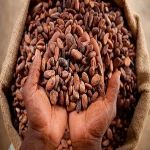 Dried Raw Cocoa Beans