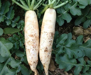 easy to grow F1 hybrid radish seeds  high yield vegetable seeds